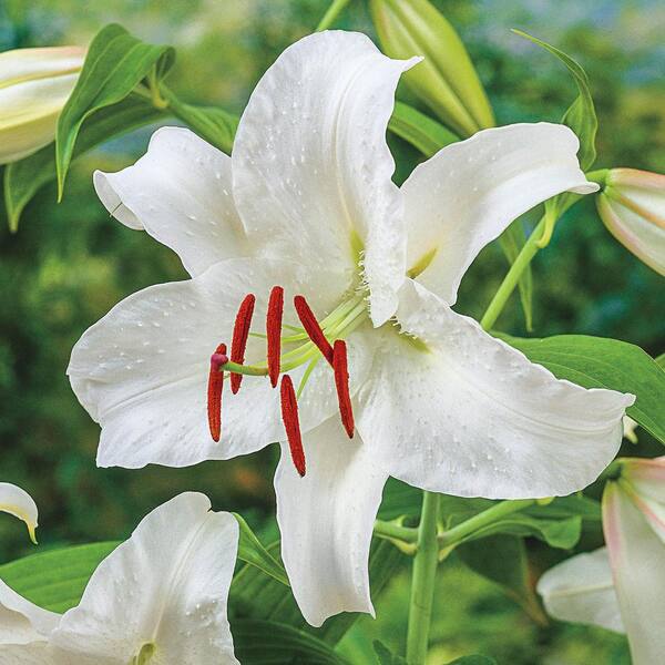 Breck's Oriental Lily Casa Blanca Bulbs (3-Pack)-69182 - The Home Depot