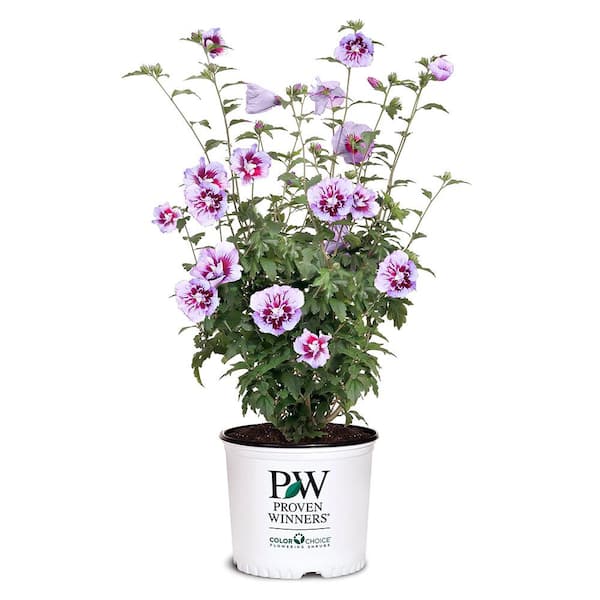 PROVEN WINNERS 2 Gal. Purple Pillar Rose of Sharon (Hibiscus) Plant with Purple Flowers