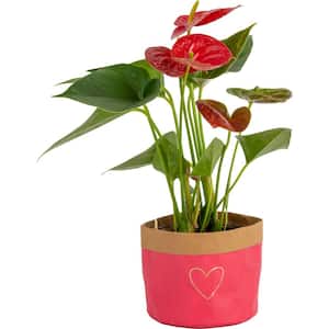 Anthurium Indoor Plant in 4 in. Heart Decor Wrap, Average Shipping Height 1-2 ft. Tall