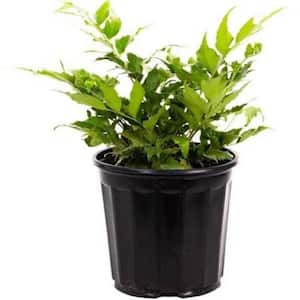 2.5 Qt. Holly Fern in 6.33 In. Grower's Pot (2-Plants)