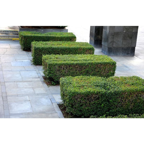 BELL NURSERY 3 Gal. California Privet (Ligustrum) Flowering Live Shrub with White Flowers