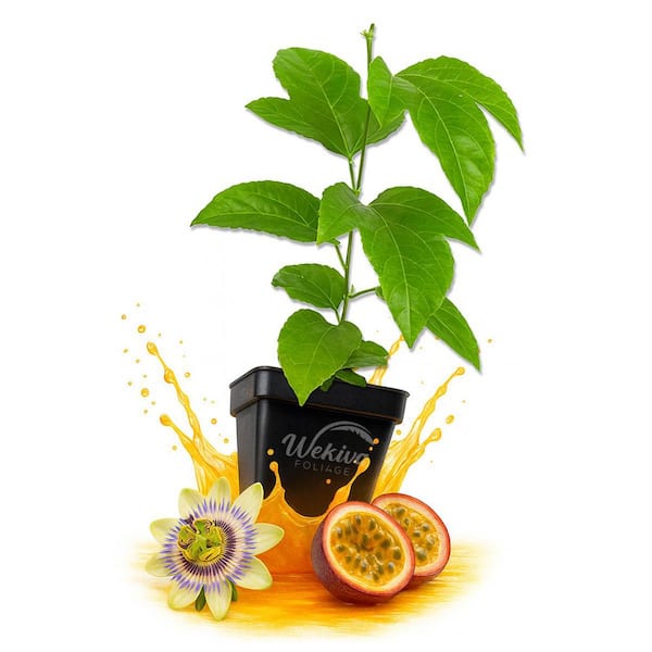 Purple Possum Passion Fruit Plant-1 Live Plant in a 3 in. Growers Pot-Passiflora Edulis