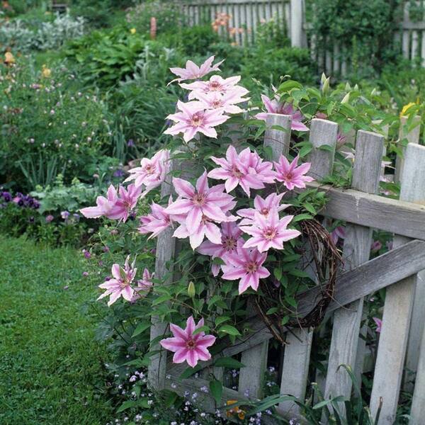 100 Dark Purple Clematis Florida Seeds – Perennial Garden Flowers, Easy To Grow-1234615