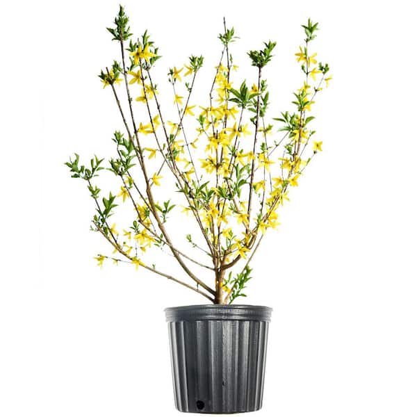 Unbranded 3 ft. x 4 ft. Tall Forsythia Lynwood Gold Yellow Flowering Dwarf Shrub with Early Spring Blooms