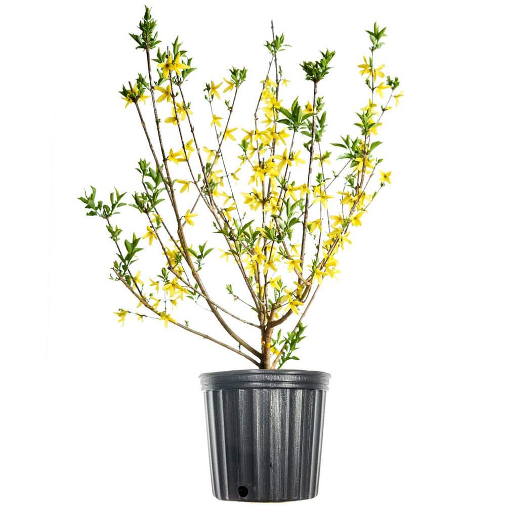3 ft. x 4 ft. Tall Forsythia Lynwood Gold Yellow Flowering Dwarf Shrub with