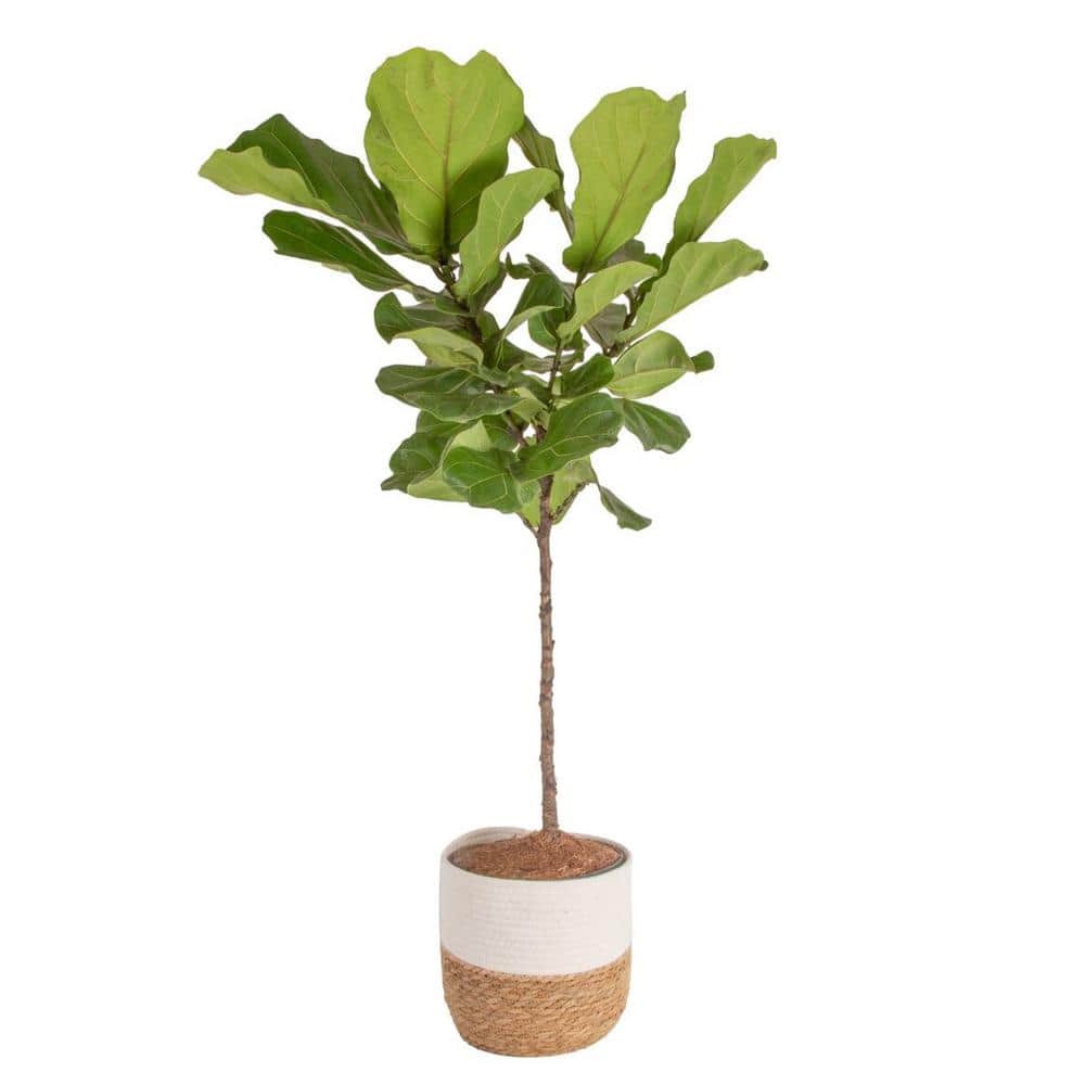 indoor fern planter Mini Boston Fern Plant (6cm Pot)