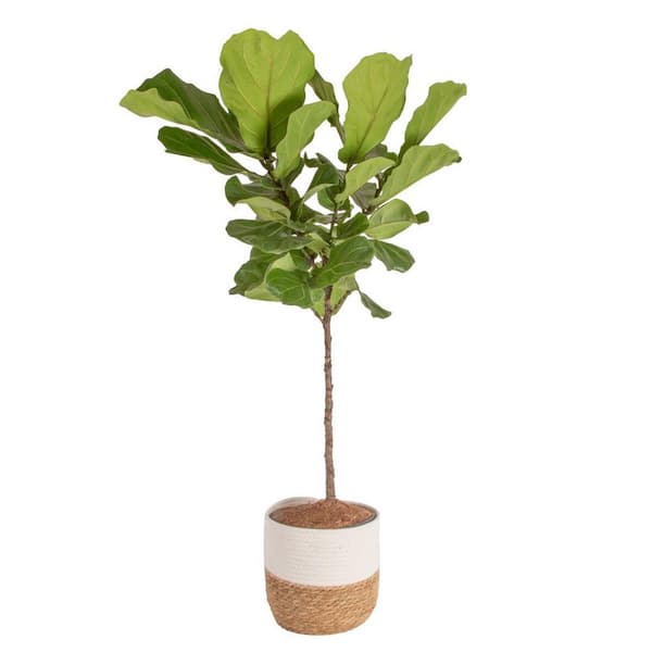 Costa Farms Ficus Lyrata Fiddle Leaf Fig Indoor Plant in 10 in. Decor Basket Planter, Average Shipping Height 3-4 ft. Tall