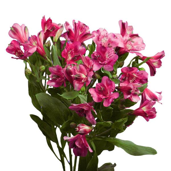Globalrose 60 Stems of Hot Pink Select Alstroemerias Fresh Flower