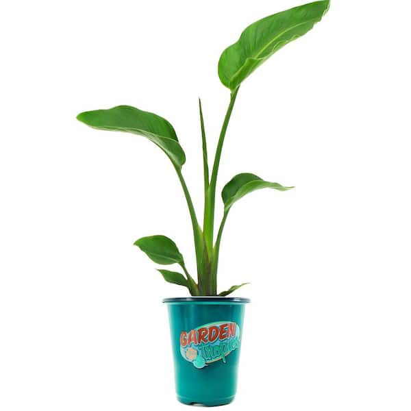 Garden Tropics 1.71 Pint White Bird Of Paradise Shrub