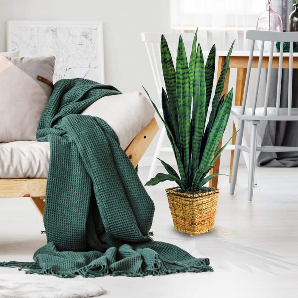 38 in. Snake Plant in Square Basket