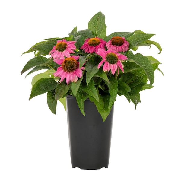 2.5-qt. Powwow Wildberry Cone Flower Perennial Plant