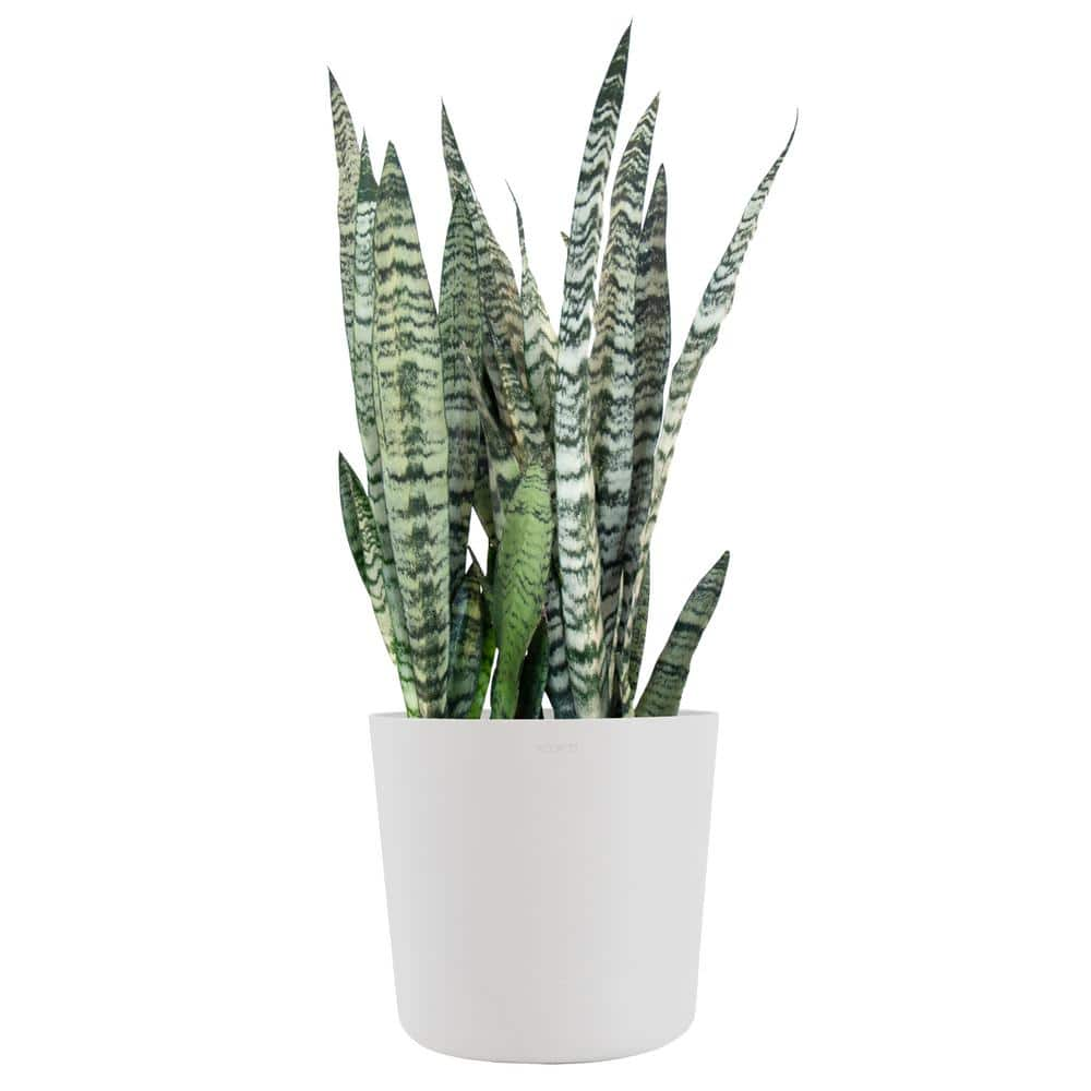 United Nursery Sansevieria Zeylanica Live Snake Plant Indoor Outdoor ...