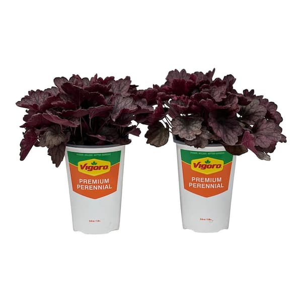 Vigoro 2.5 Qt. Vigoro Heuchera Carnival Burgandy Blast in 6.33 in. Grower's Pot (2-Plants)