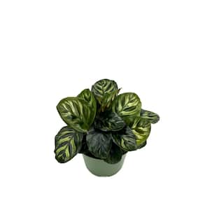 6 in. Calathea Makoyana Plant in Grower Pot