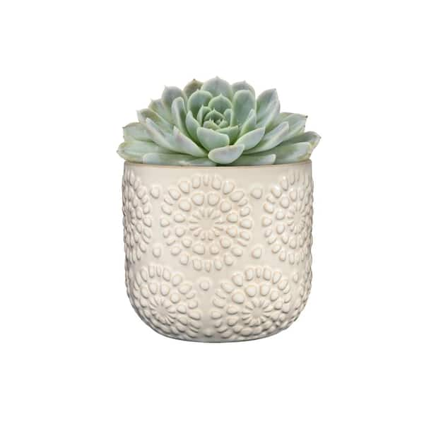 Vigoro 5.5 in. Chrysanthemum Small White Textured Ceramic Pot (5.5 in. D x  4.8 in. H) with Attached Saucer CT1485-MTWH - The Home Depot