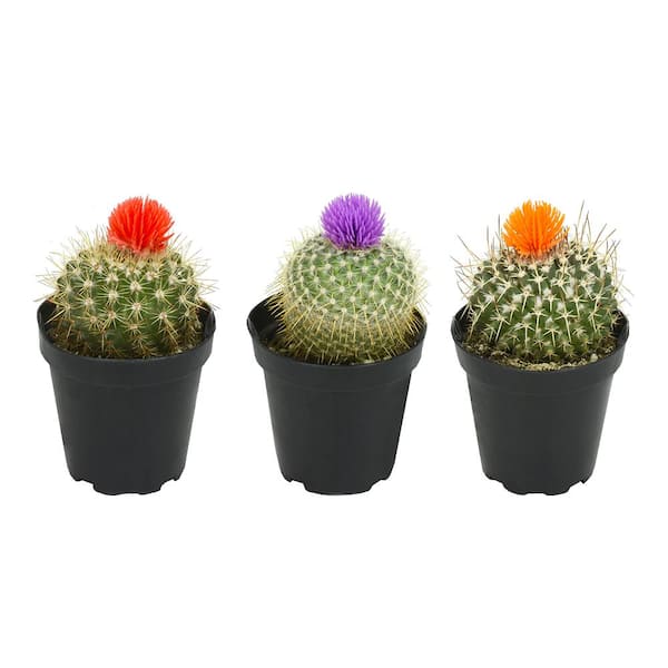 geest relais Microprocessor ALTMAN PLANTS 9 cm Cactus with Deco Flower Plant Collection (3-Pack)  0880057 - The Home Depot