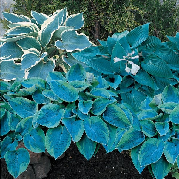 Spring Hill Nurseries Blue Hosta Shade Loving Perennial Mixture, Dormant Bare Root Starter Plants (5-Pack)