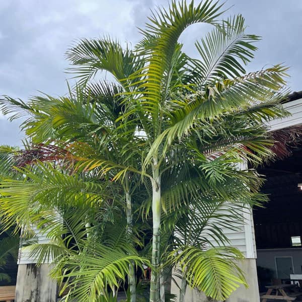 Wekiva Foliage Pemba Palm-Live Plant in a 4 in. Growers Pot-Dypsis