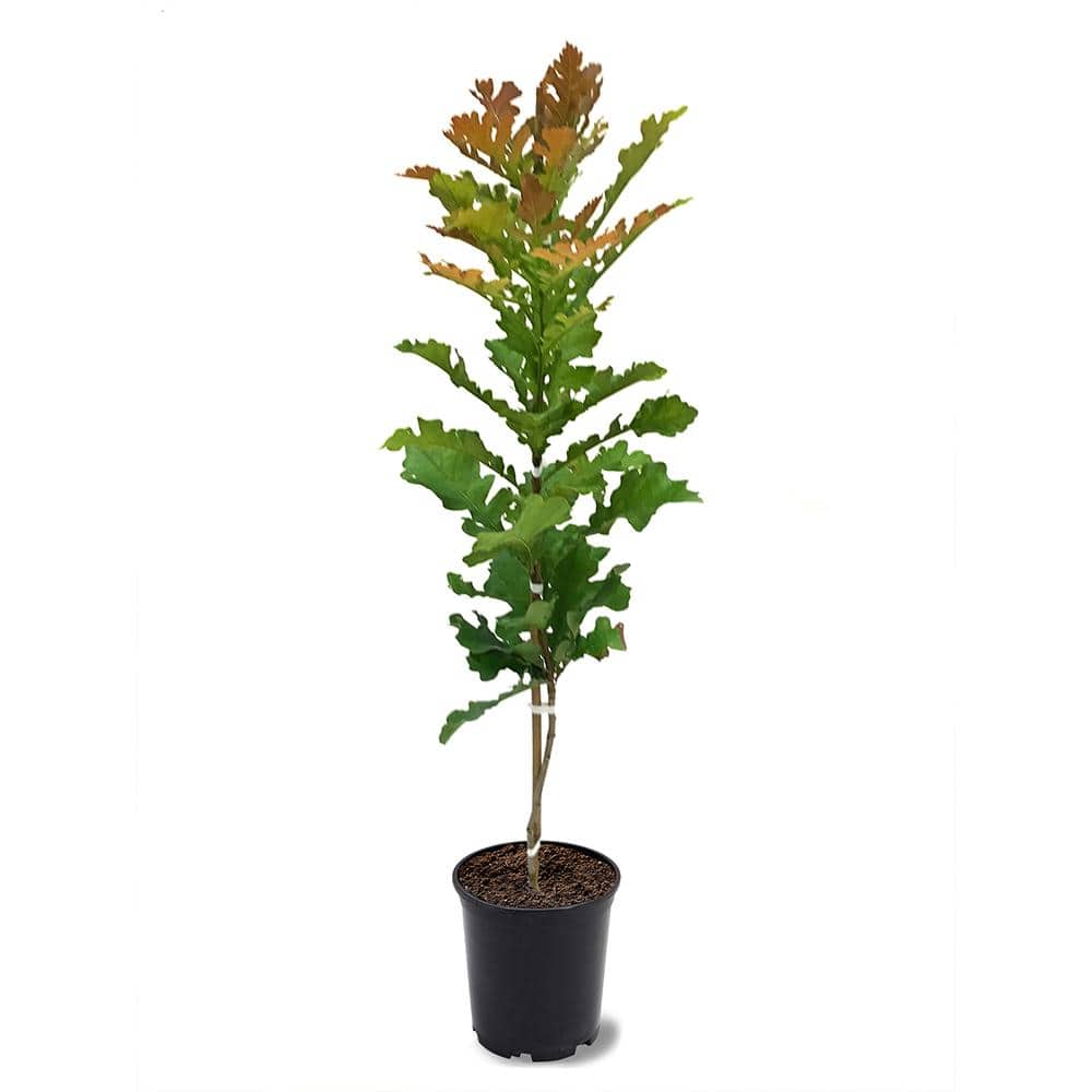 1 Gal. Bur Oak Deciduous Shade Tree