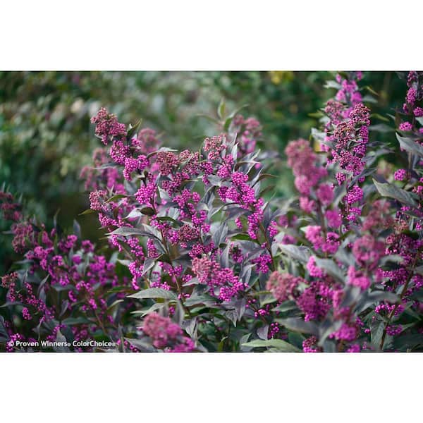 PROVEN WINNERS 4.5 in. qt. Pearl Glam Beautyberry Bush (Callicarpa) Live Shrub, Dark Purple Foliage and Violet-Purple Berries
