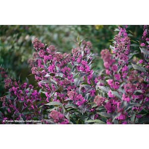 4.5 in. qt. Pearl Glam Beautyberry Bush (Callicarpa) Live Shrub, Dark Purple Foliage and Violet-Purple Berries