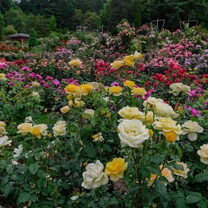 Rainbow of Roses Landscape Assortment, Dormant Bare Root Rose Bushes (5-Pack)