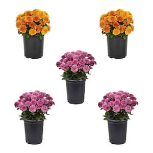 1.5 PT. Mum Chrysanthemum Purple and Orange Combo Pack Perennial Plant (5-Pack)