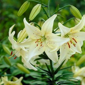 14/16 cm, Asiatic Lily Sweet Surrender Flower Bulbs (Bag of 10)