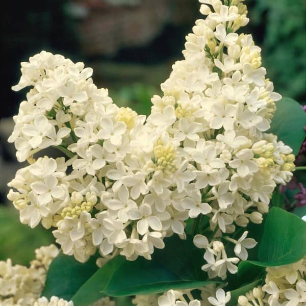 national PLANT NETWORK 1 Gal. Syringa Lilac Primrose Shrub with White Flowers