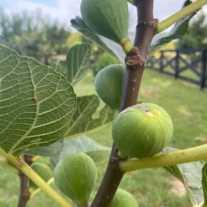 5 Gal. Lemon Fig Tree