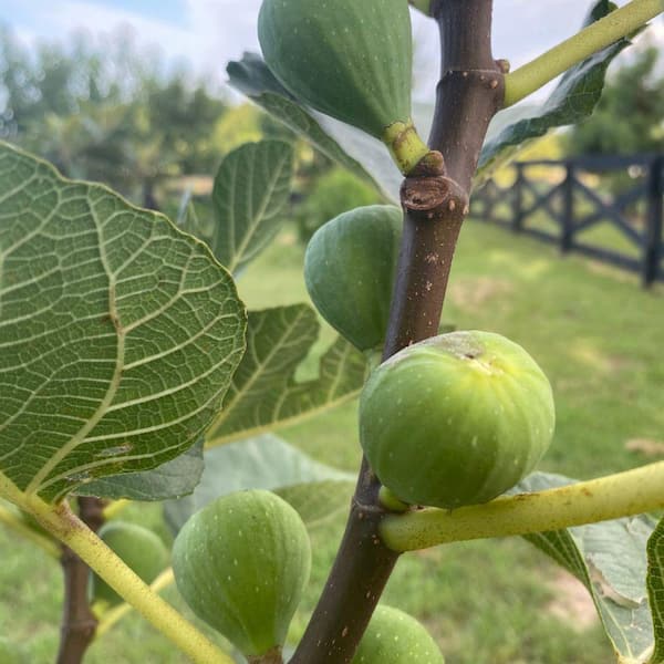 Unbranded 5 Gal. Lemon Fig Tree