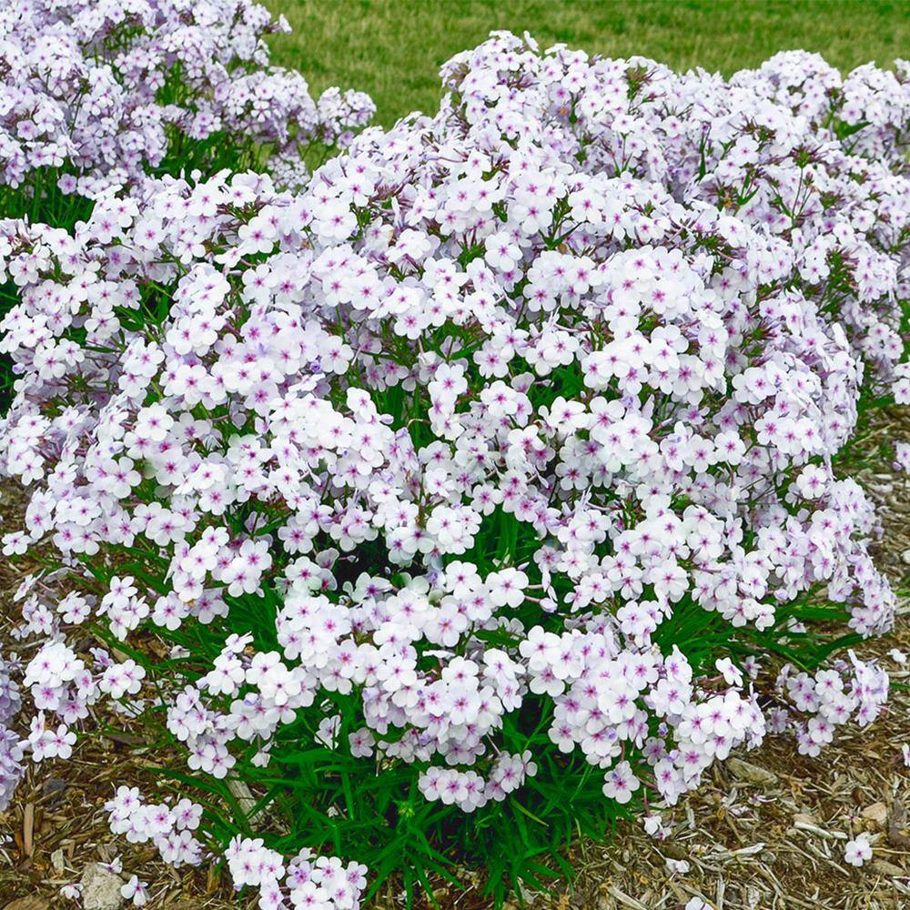 Spring Hill Nurseries Pink-A-Dot Opening Act Tall Phlox Live Bareroot ...