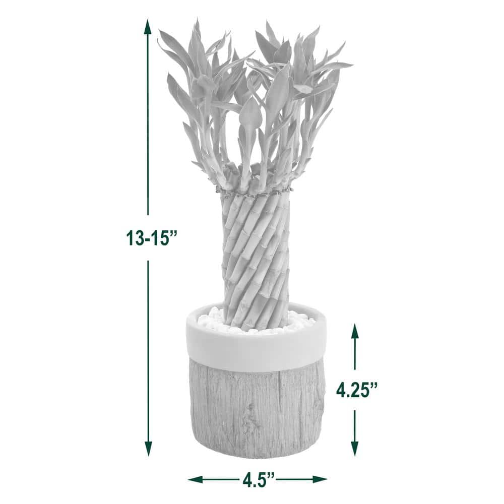 Tornado Lucky Bamboo in Khaki Ceramic Planter