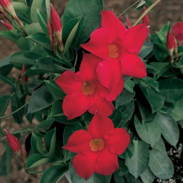 #10 1.27 Gal. Red Mandevilla Tropical Vine Hanging Basket