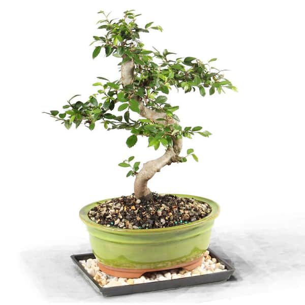 Brussel's Bonsai Chinese Elm Bonsai Tree Outdoor Plant in Ceramic Bonsai Pot Container, 7-Years Old, 8 to 10 in.