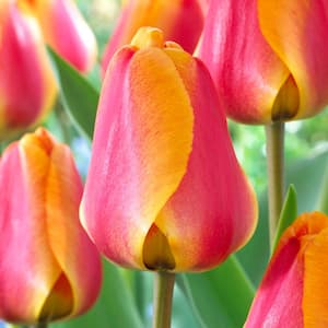 12/ cm, Apeldoorn's Elite Darwin Hybrid Tulip Bulbs, Orange (Bag of 25)