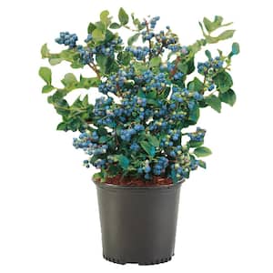 2.5 Qt. Sharpblue Blueberry Plant with White Flowers and Green Foliage