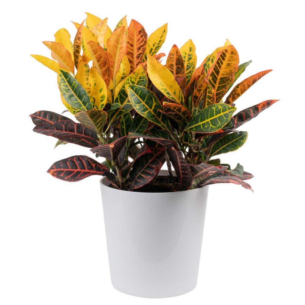 Costa Farms Croton Petra Indoor Plant in 8.75 Decor Planter, Avg