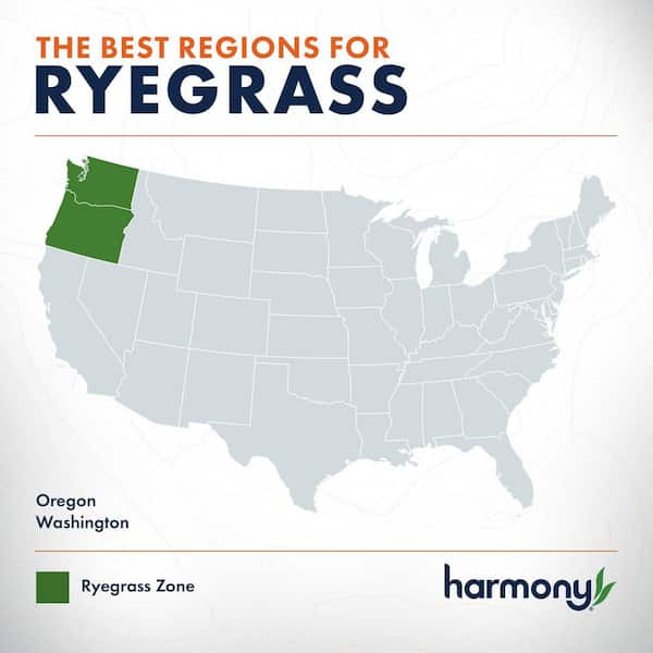 500 sq. ft. Perennial Ryegrass Sod (1-Pallet)