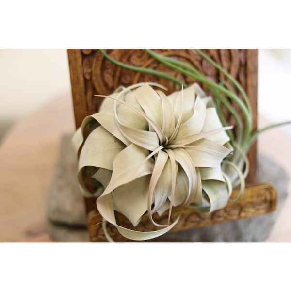 ALTMAN PLANTS Tillandsia Xerographica - Single Pack 0881374 - The