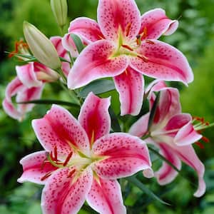 Lilies Oriental Stargazer Bulbs (Pack of 7)