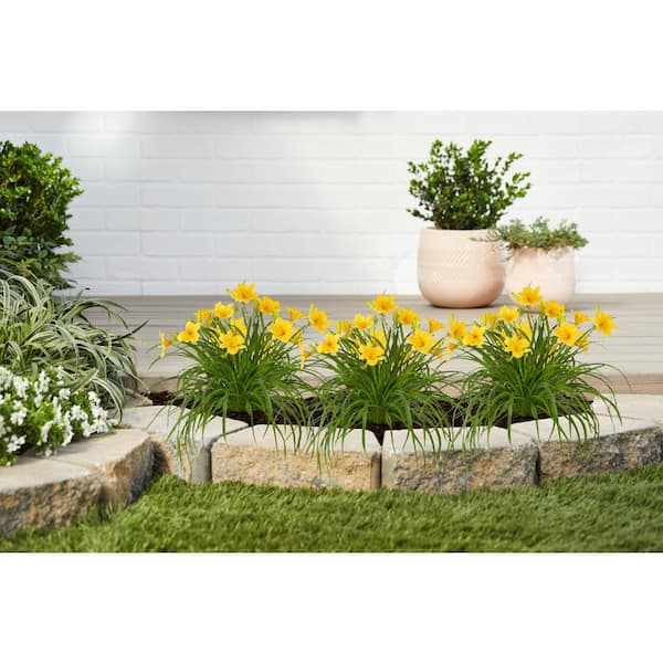 METROLINA GREENHOUSES 2 QT. Yellow Stella D'oro Daylily Perennial