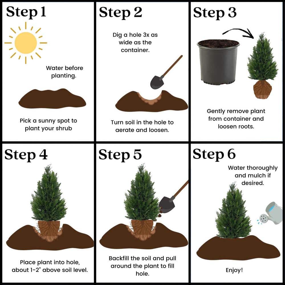 3 Gallon Leyland Cypress Evergreen Privacy Shrub