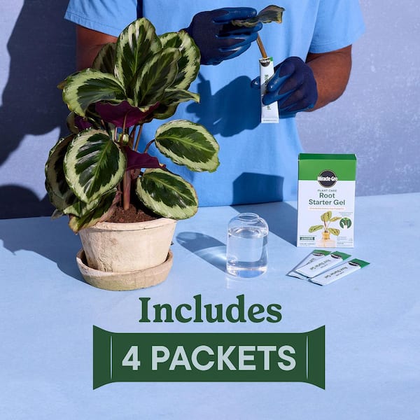 soil for swiss cheese plant 100% Organic Monstera Potting Soil Mix — Nutrient Rich, Well-Draining –  Houseplant Resource Center