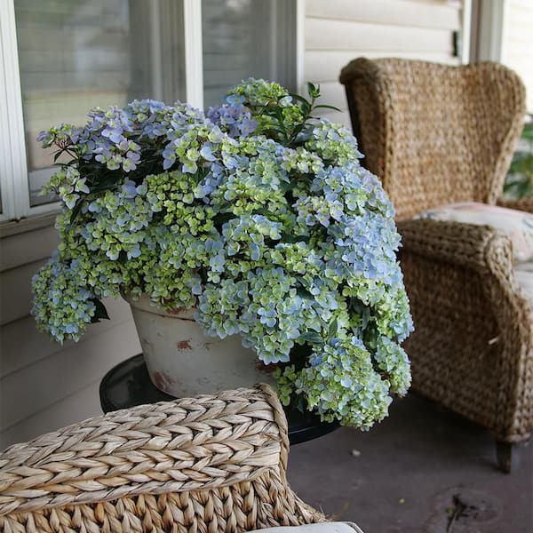 ブルーフラワーヘリテイジ Cityline Venice Hydrangea | Spring Meadow - wholesale liners