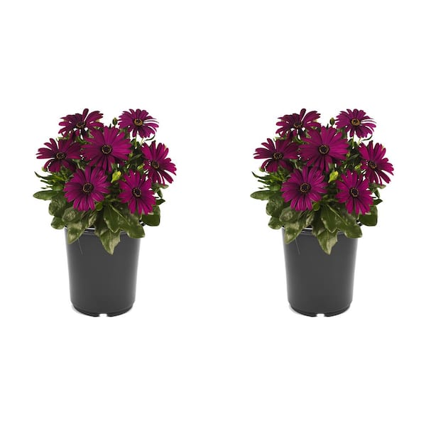 Unbranded Annual Osteospermum Purple 2.5 qt. - (2-Pack)