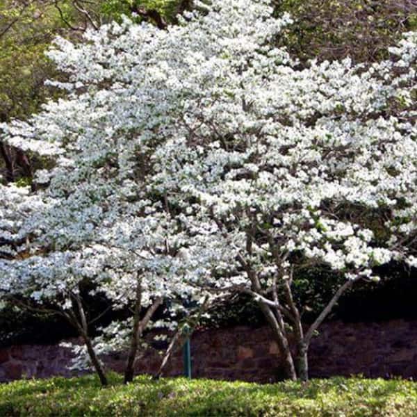 Unbranded 7 Gal. Appalachian Joy Dogwood Flowering Deciduous Tree with White Flowers