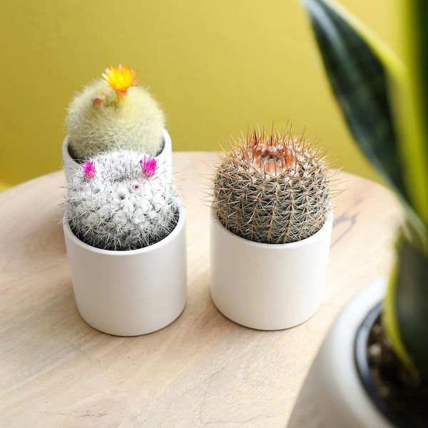 Altman Plants 2.5 in. Assorted Cactus in White Matte Cylindrical Pot (3-Pack)
