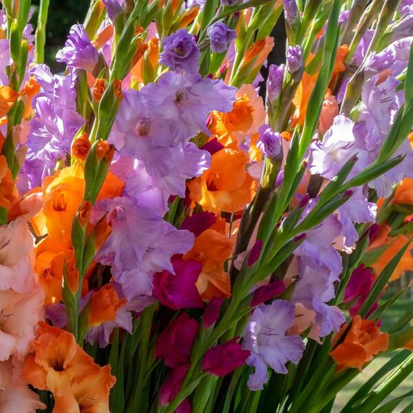 national PLANT NETWORK Gladioli Mixed Bulbs (20-Pack) HD3426A