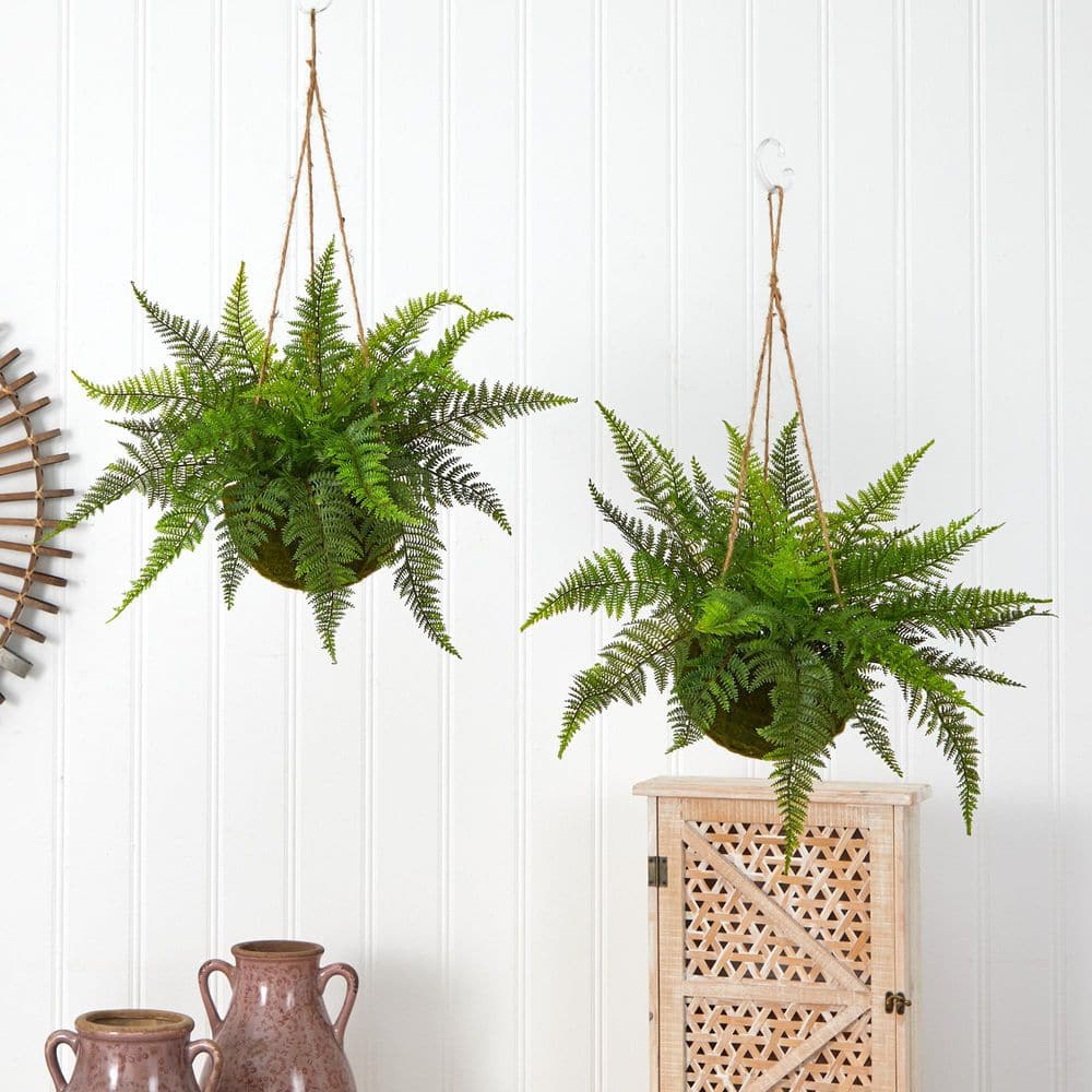 Evergreen Fern Duo in Mossy Plastic Hanging Baskets for Indoor/Outdoor